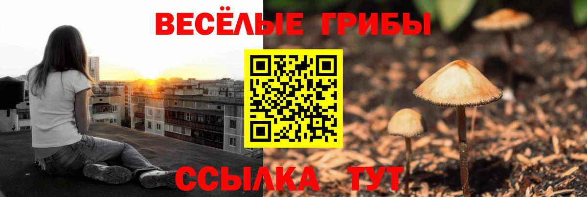 цены наркотик  Псилоцибиновые грибы GOLDEN TEACHER  Вход с VPN  Северск  Галлюциногенные грибы мицелий 